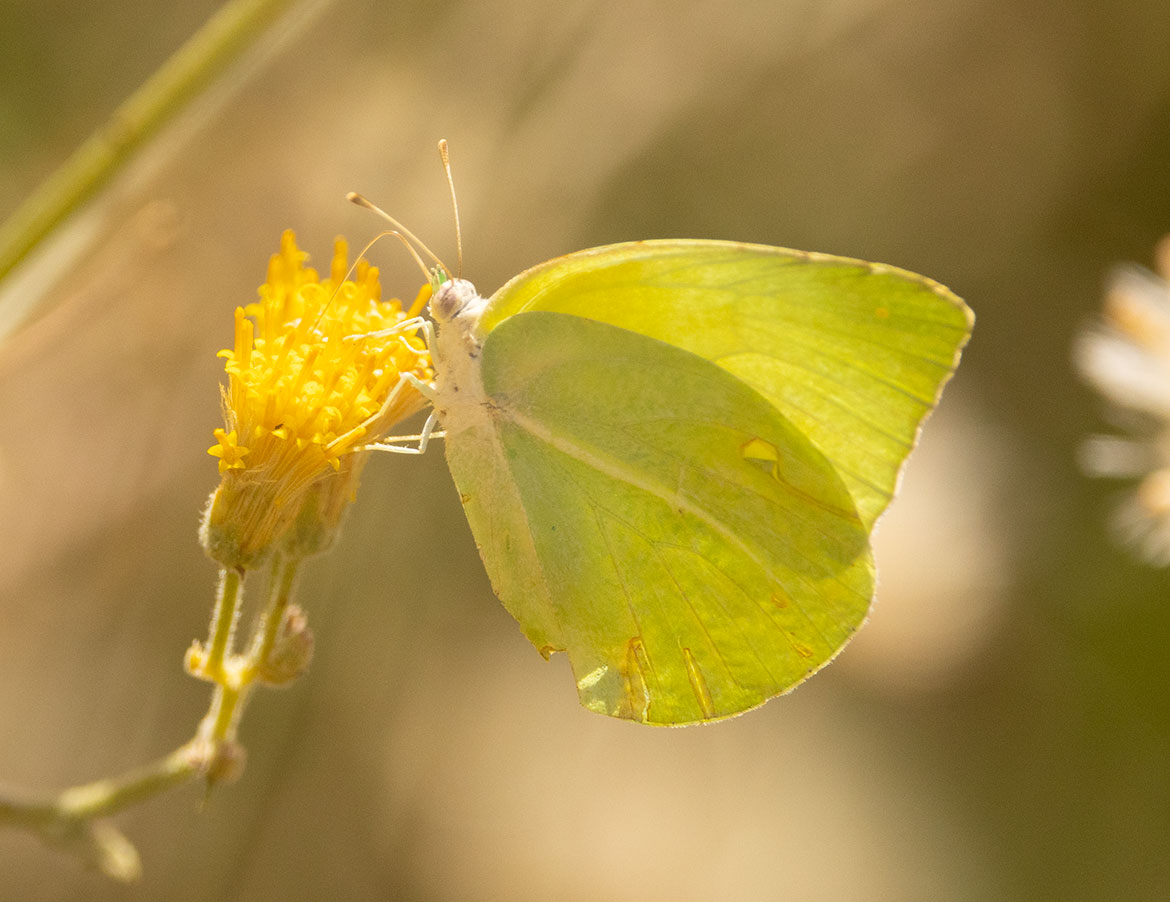 White Angled-Sulphur (Anteos clorinde), Santa Maria Beach, Los Cabos, Mexico