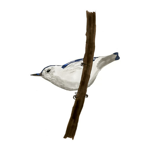 Watercolor and Copic marker sketch of a White-breasted Nuthatch (Sitta carolinensis), by Erik Gauger.