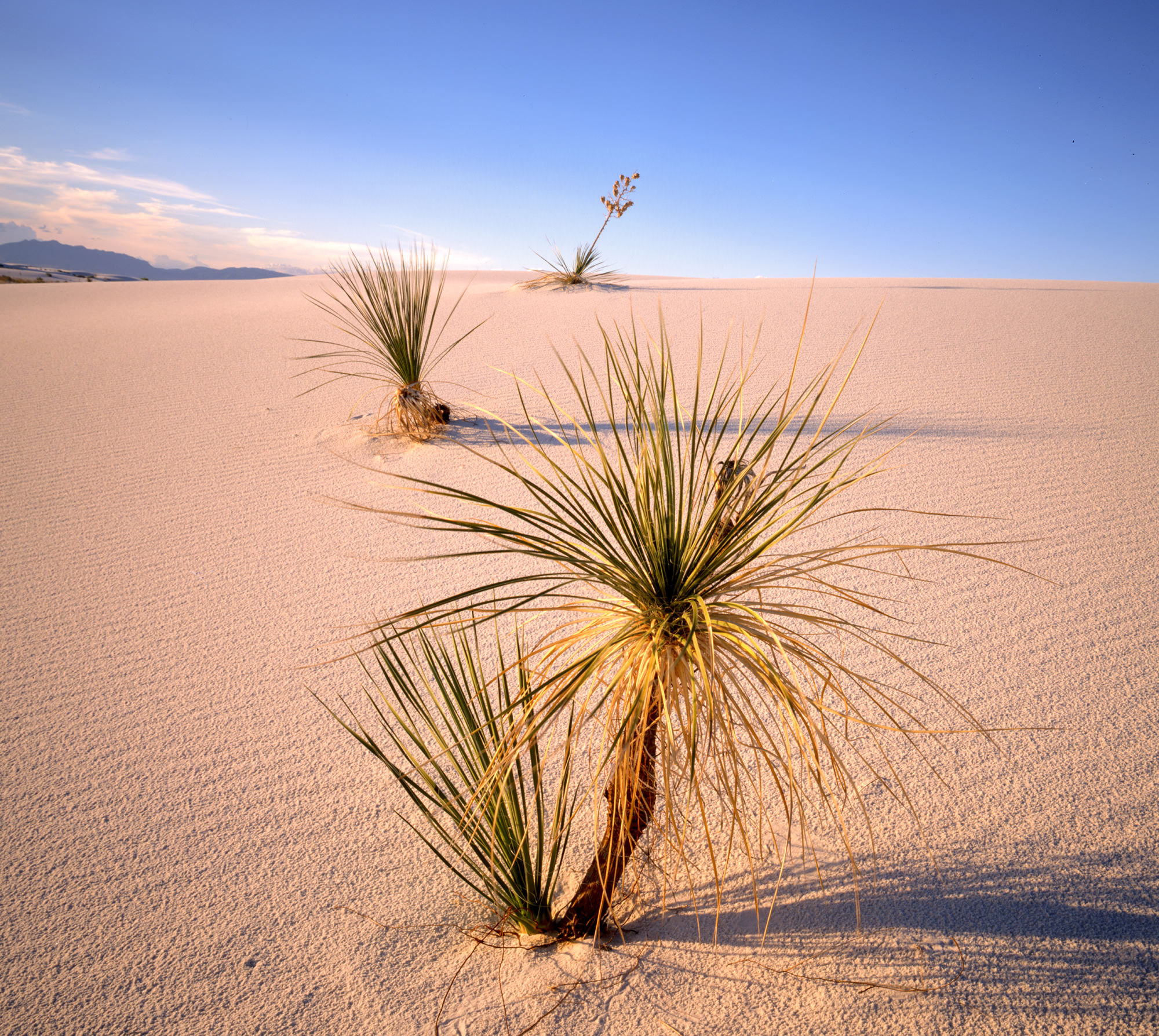 Yucca in White Sands, New Mexico