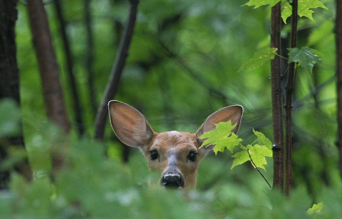 White-tailed Deer (Odocoileus virginianus)
