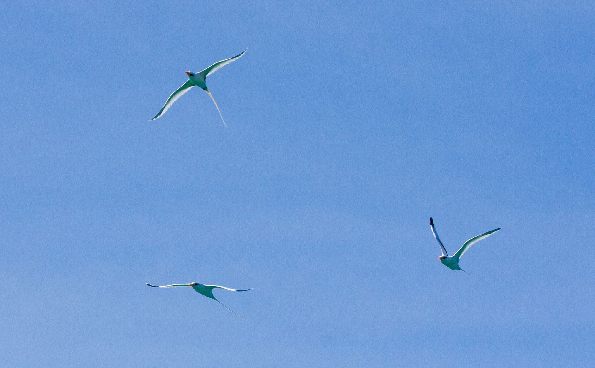 White-tailed Tropicbirds flying near their nesting grounds in Southern Abaco.