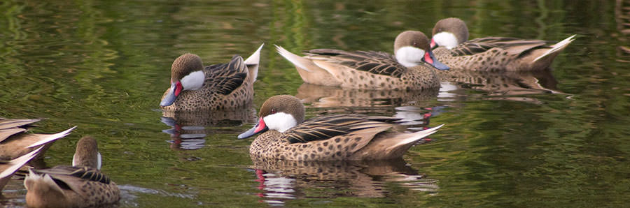 White Cheeked Pintail