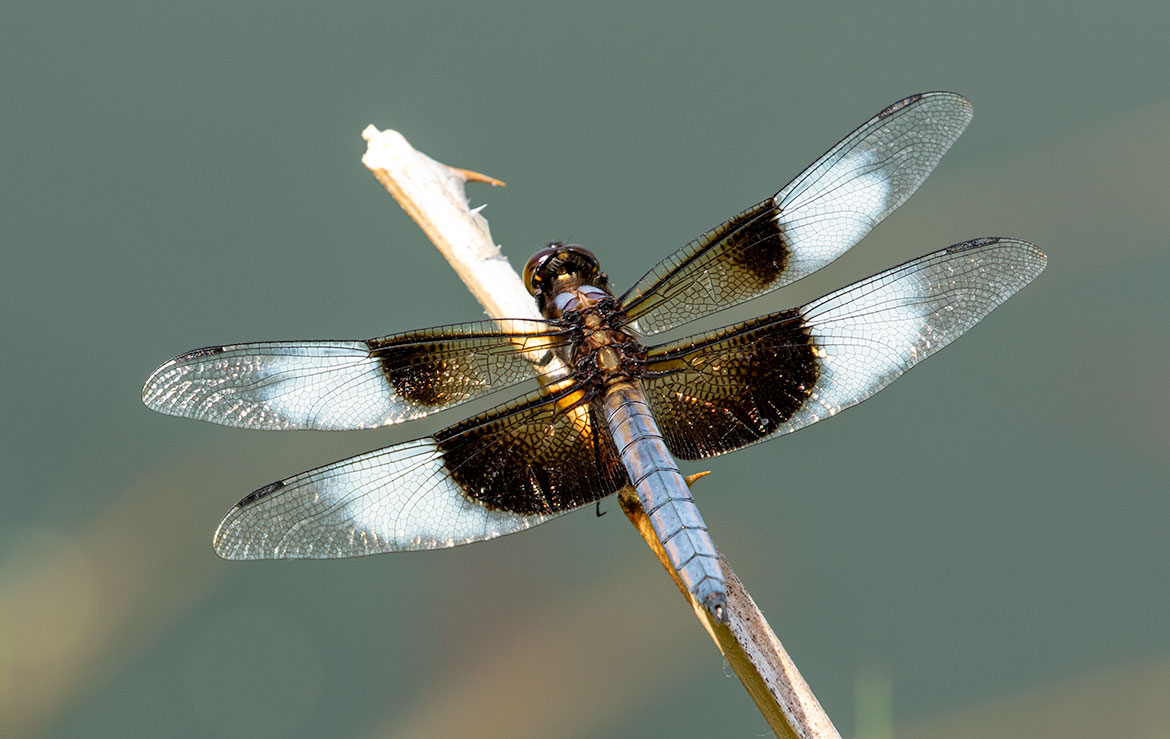 Widow Skimmer (Libellula luctuosa) in Beaverton, Oregon—wide dark basal wing patches characteristic of the species