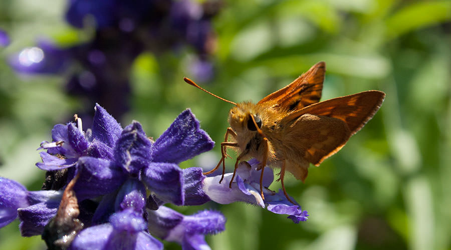 Woodland Skipper (Ochlodes sylvanoides), Sauvie Island, Oregon