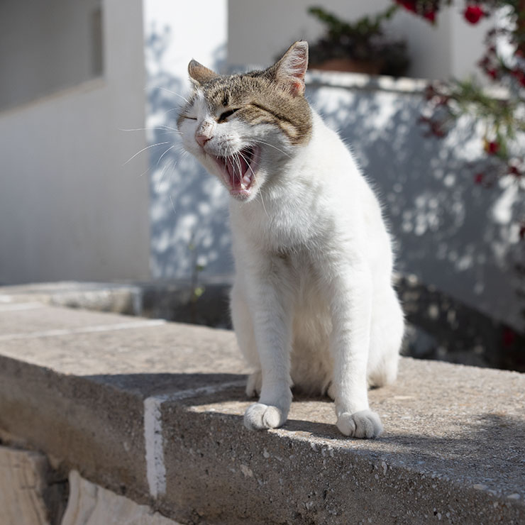 A weathered orange and white street cat stands alert on a stone path in Birgu, Malta, its fur sun-bleached and patchy, with a clipped ear and scars hinting at a long life on the island's historic streets.