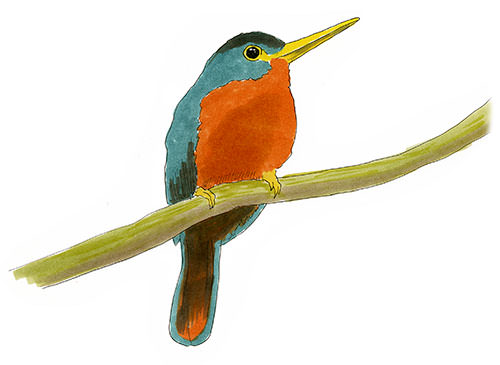 Watercolor and Copic marker sketch of a Yellow-billed Jacamar (Galbula albirostris), by Erik Gauger.