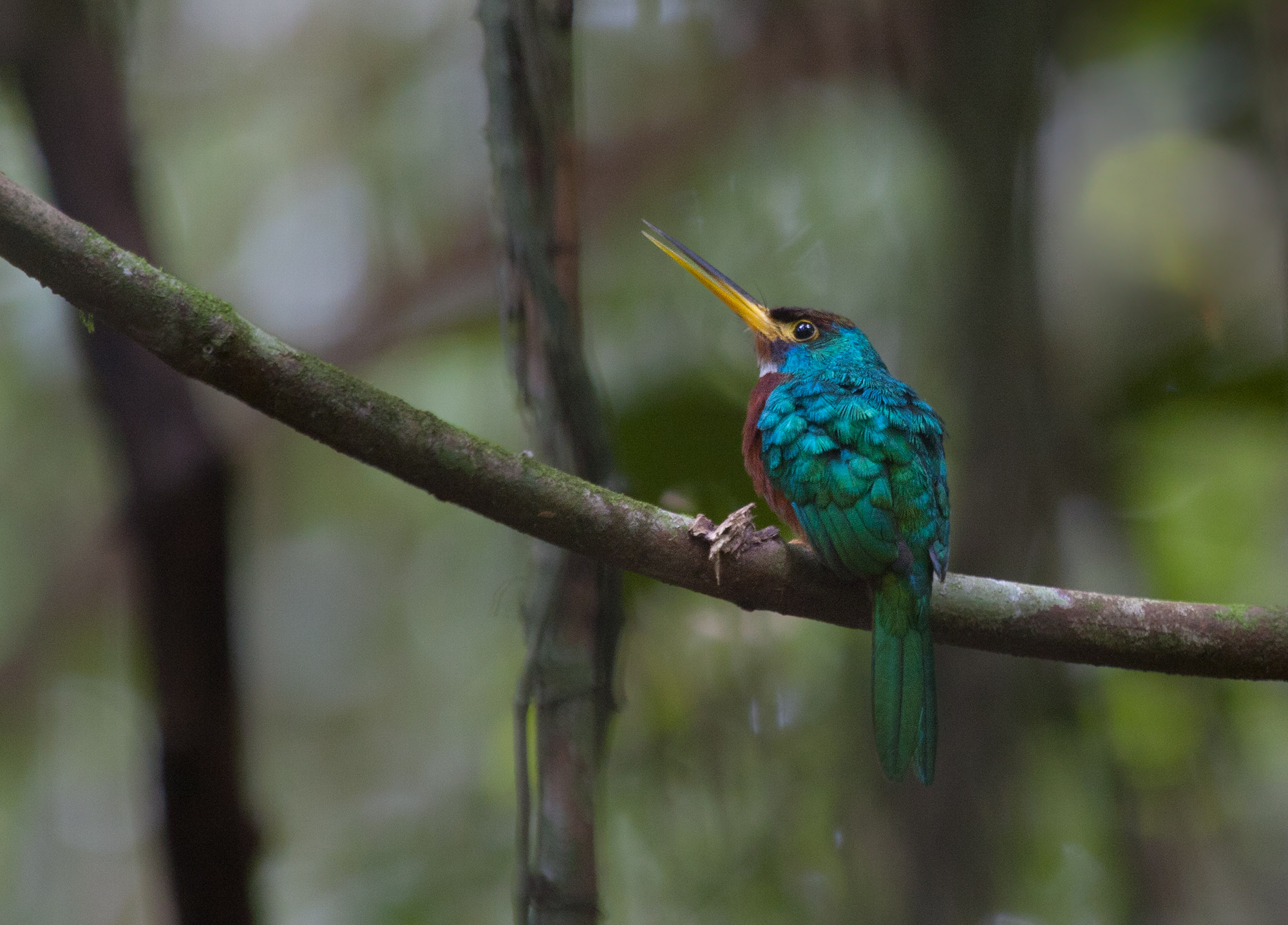 Yellow-billed Jacamar near the Napo River