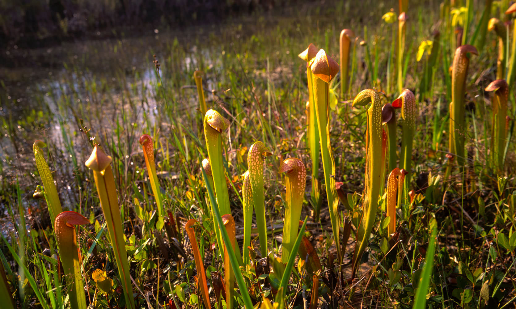 Yellow Pitcher Plants in Okefenokee, Georgia