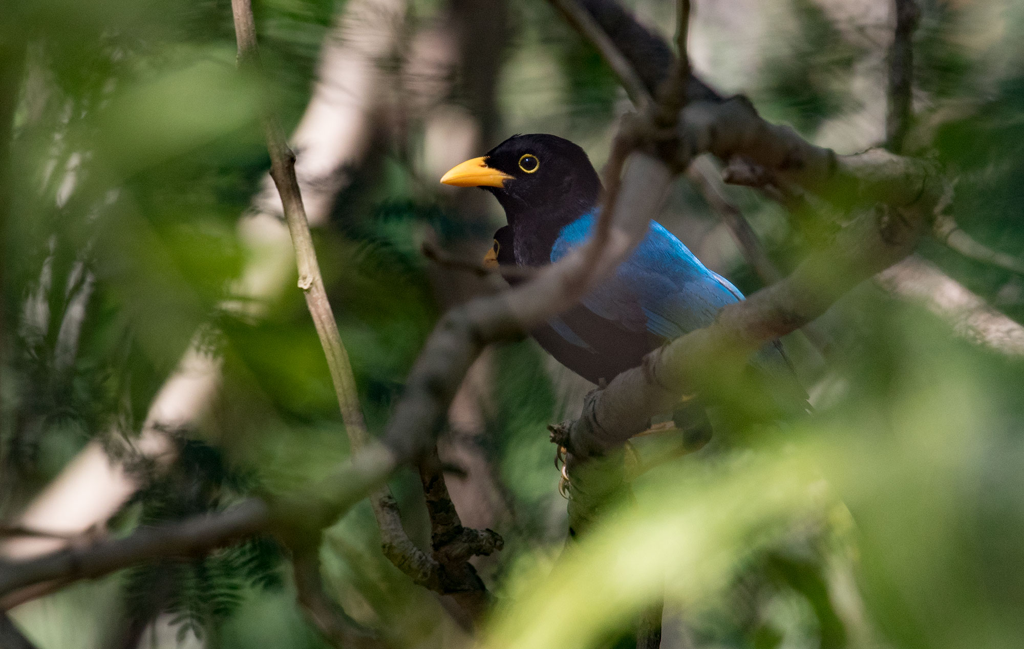 Yucatan Jays near Kai Luum