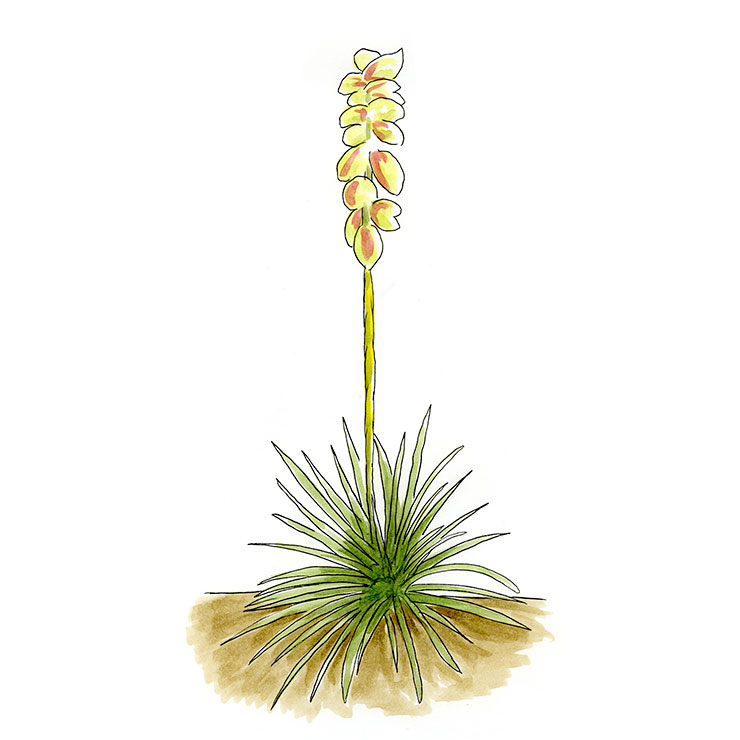 Arkansas Yucca (Yucca arkanasana)