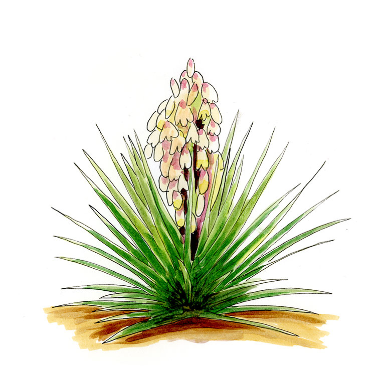 Banana Yucca (Yucca baccata)