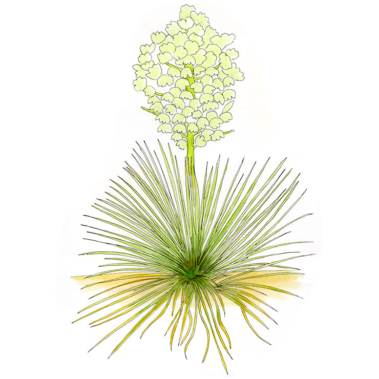 Plains Yucca (Yucca campestris)