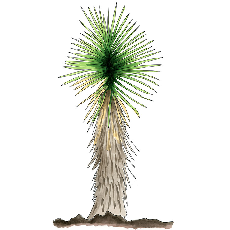 Cape Yucca (Yucca capensis)