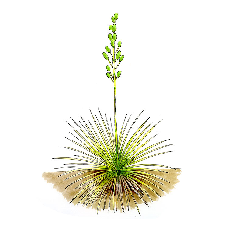 Pachysereus schottii (Coahuila Yucca)