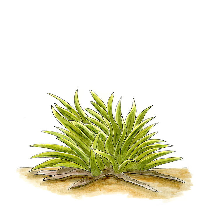 Endlich's Yucca (Yucca endlichiana)