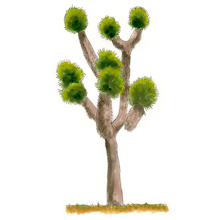 Thread-leaf Yucca (Yucca filifera)