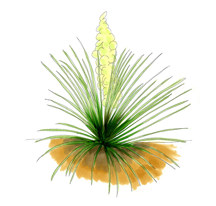 Soapweed Yucca (Yucca glauca)