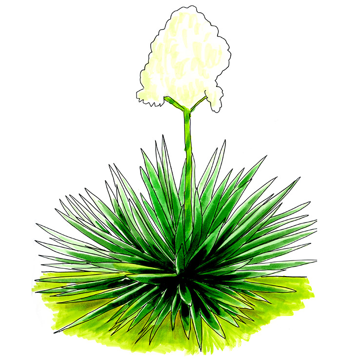 Spanish Dagger (Yucca gloriosa)
