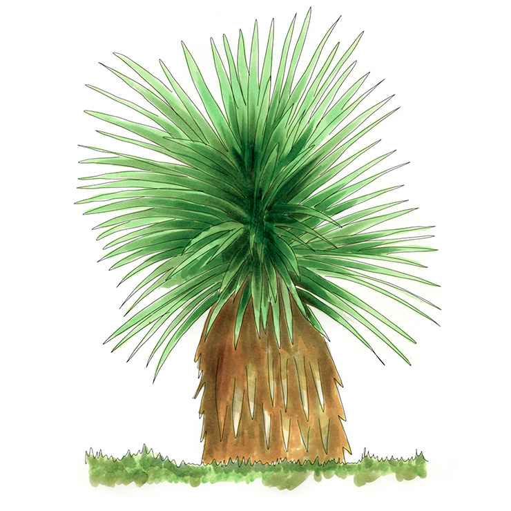 Sahualiqui (Yucca grandiflora)