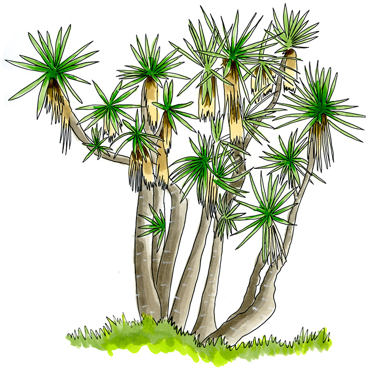 Jalisco Yucca (Yucca jaliscensis)