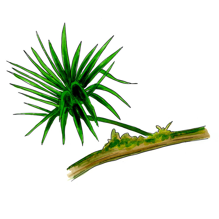 Lacandon Yucca (Yucca lacandonica)