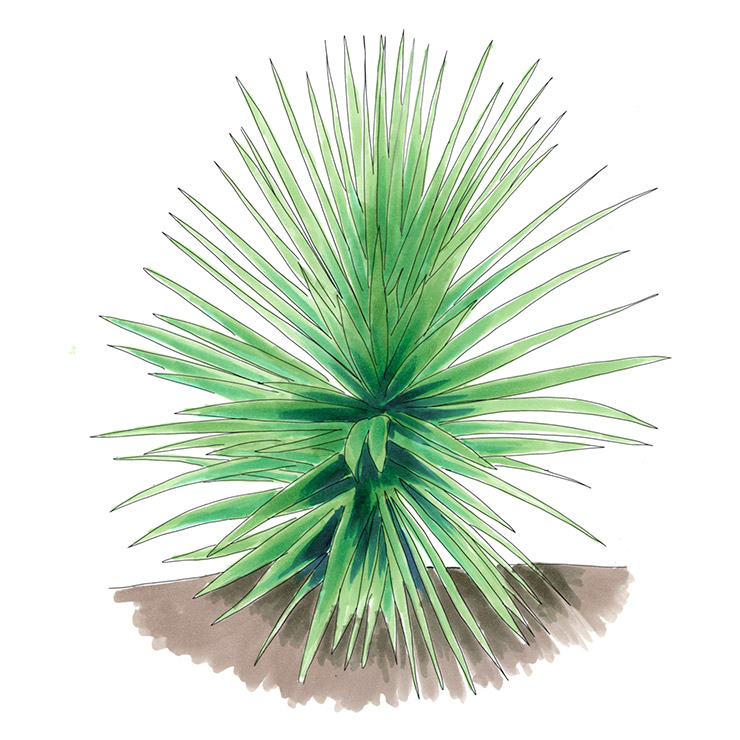 Madrean Yucca (Yucca madrensis)