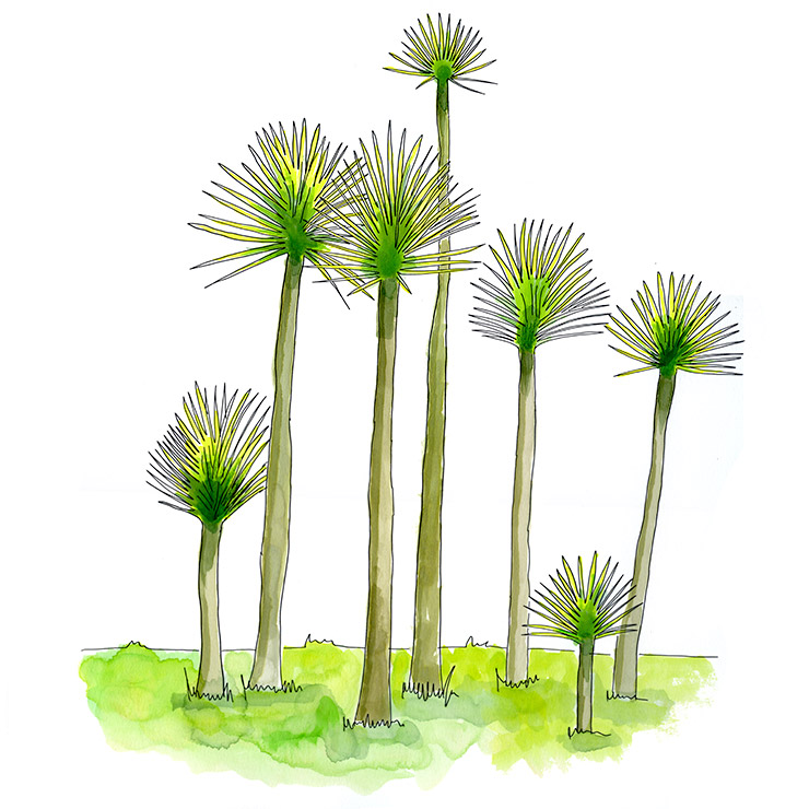 Mixtec Yucca (Yucca mixtecana)