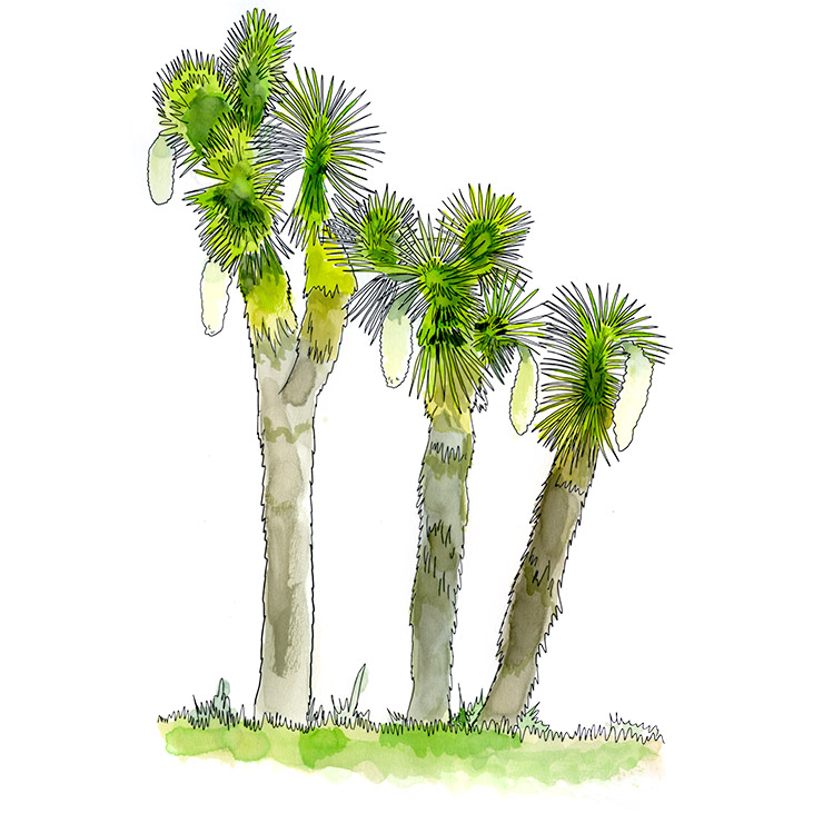 Potosí Yucca (Yucca Potosina)