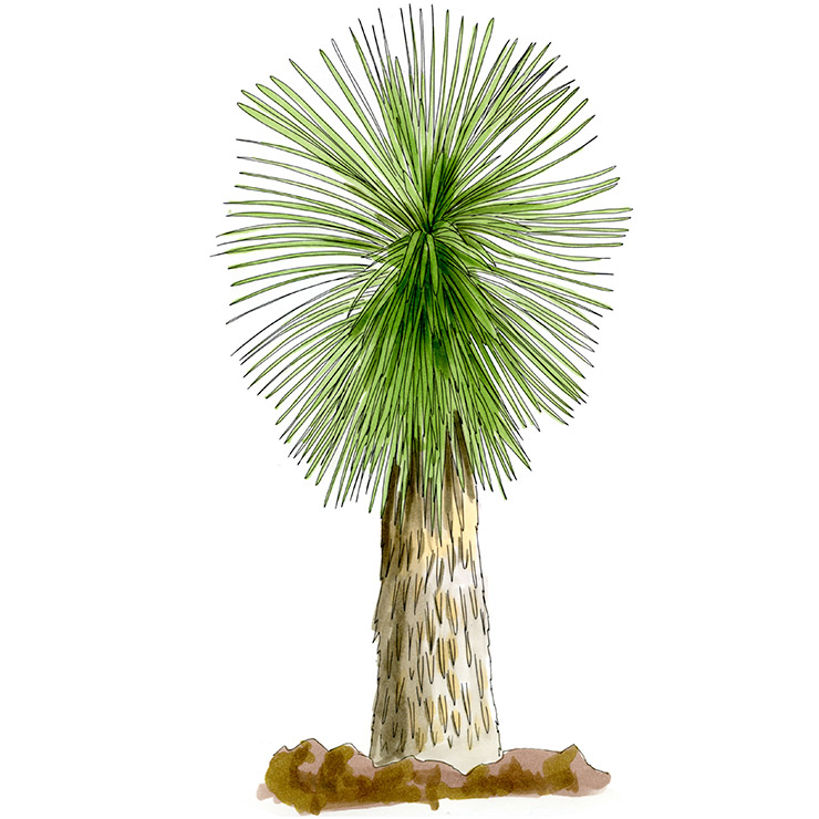 Querétaro Yucca (Yucca queretaroensis)