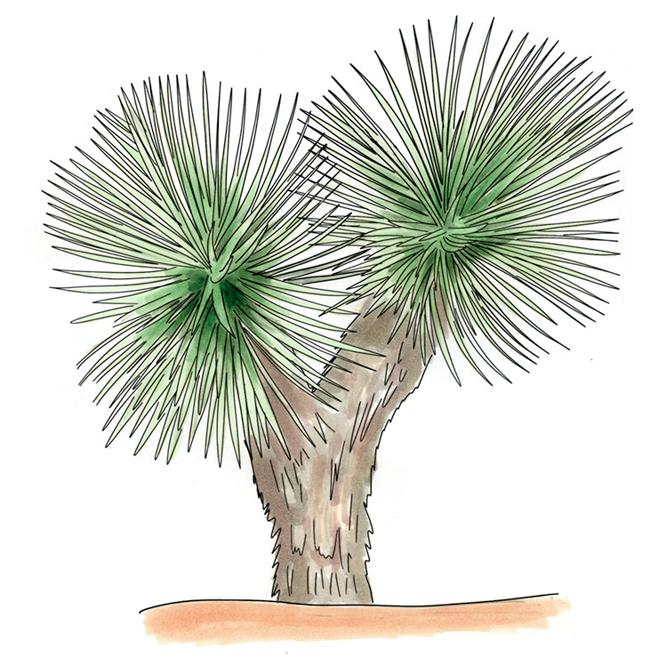 Thompson's Yucca (Yucca thompsoniana)