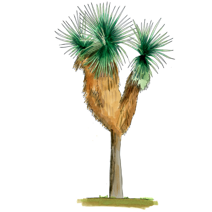 Mountain Yucca (Yucca x Schottii)