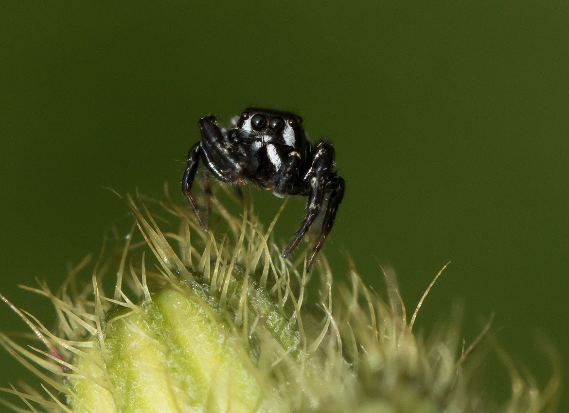 Zebra Jumper (Salticidae sp.) from Tualatin National Wildlife Refuge, Oregon, with black-and-white banded pattern
