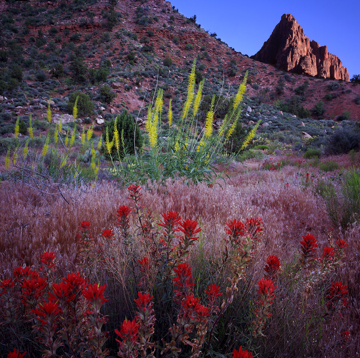 Watchman Trail, Zion National Park