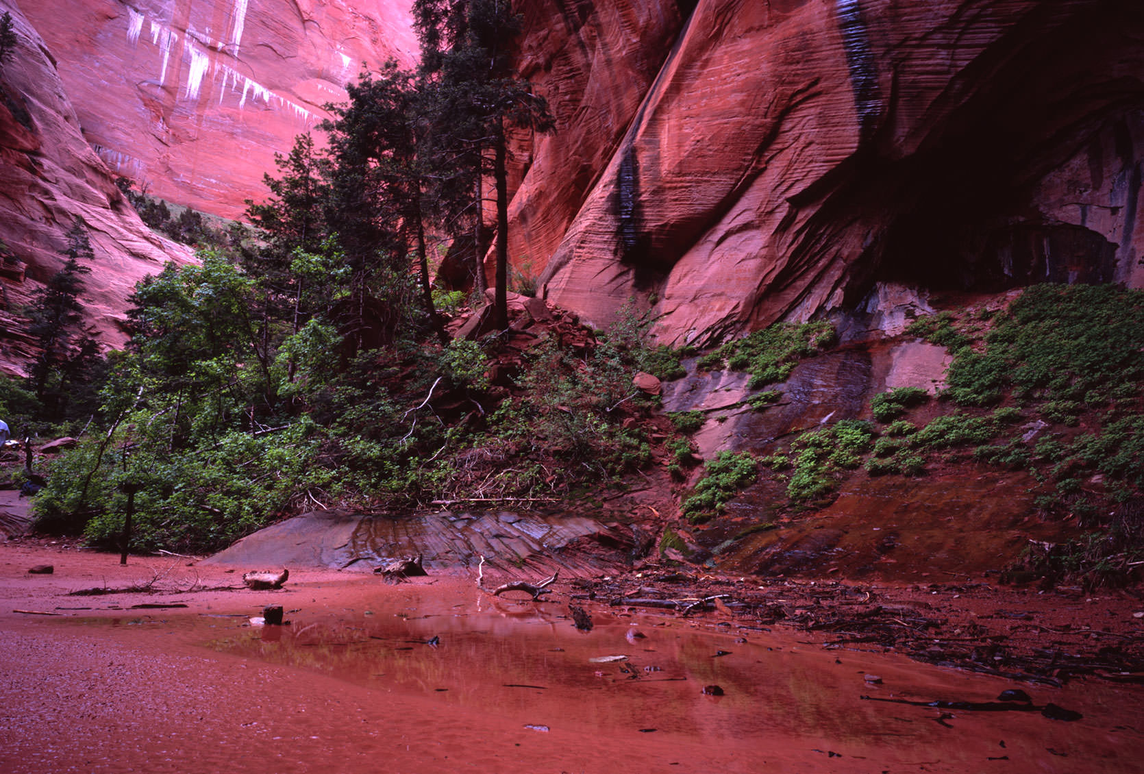 Zion Red Rock