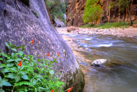 Zion National Park, Virgin Narrows