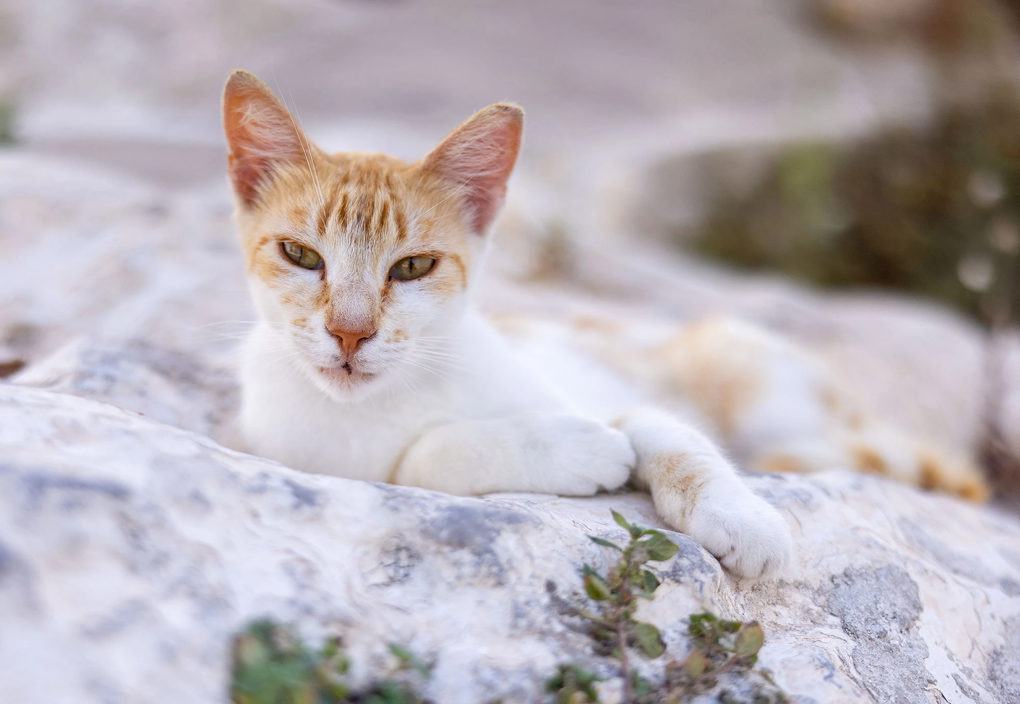 Alley Cats of the World