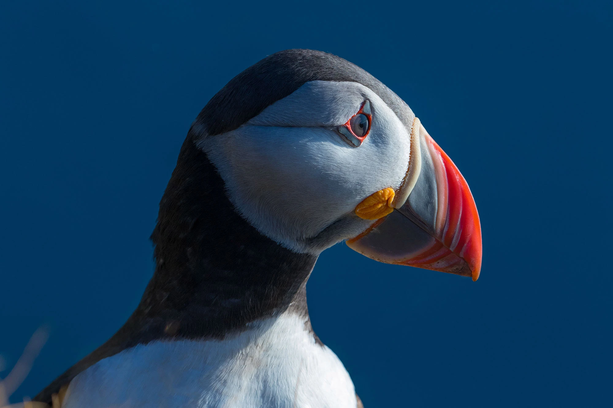 Atlantic Puffin perched on the Látrabjarg Cliffs in Iceland's remote Westfjords, its colorful bill adapted to hold several fish at once while seabirds wheel above the dramatic coastal cliffs overlooking the North Atlantic Ocean.