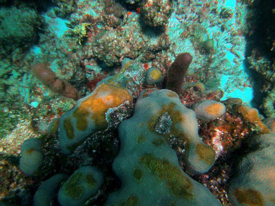 Guana Cay Coral Issues
