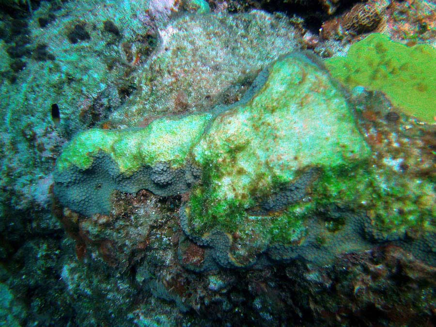 Guana Cay Coral Issues