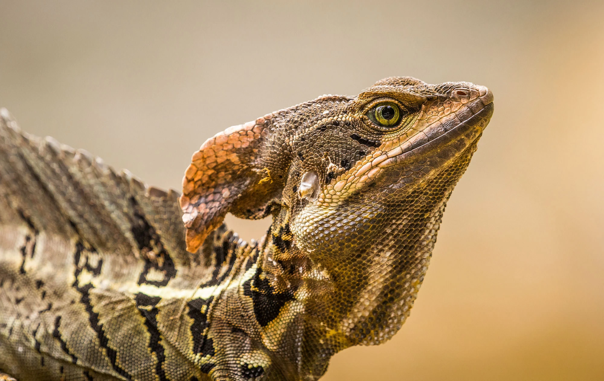 Basilisk lizard basking near water in Costa Rica, known for its ability to run across the surface