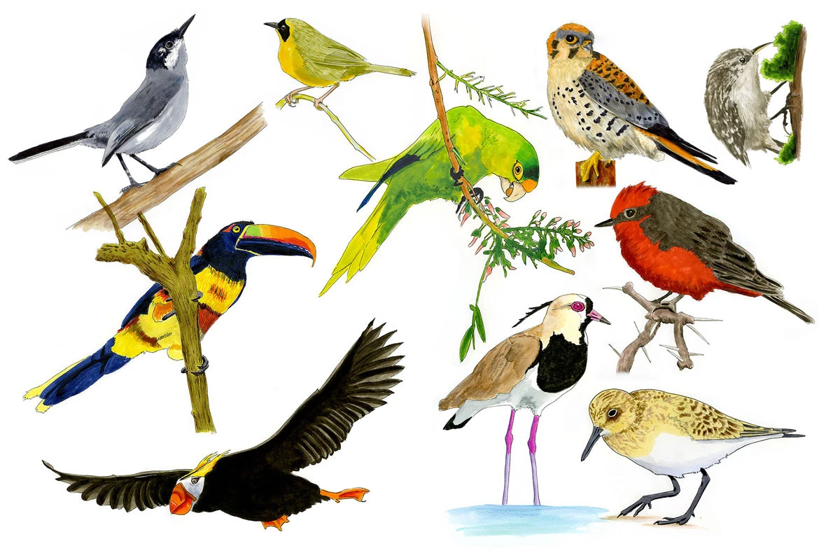 Bird Life List