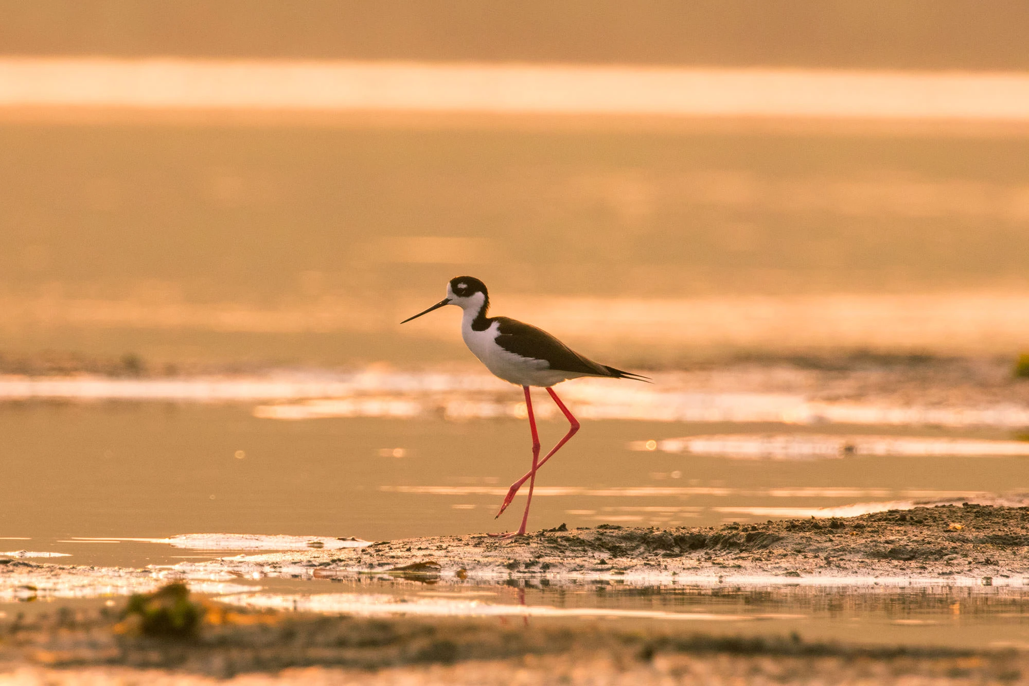Black-necked Stilt wading in shallow water on Costa Rica's Osa Peninsula