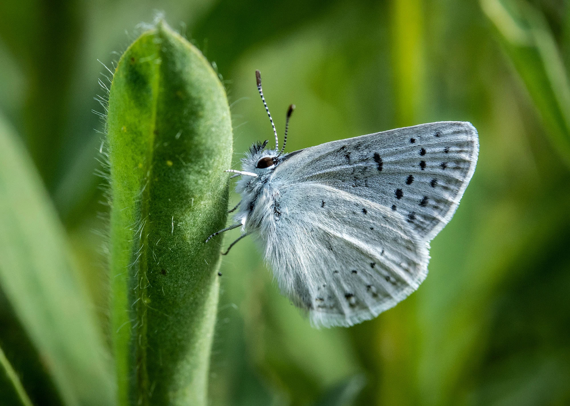 Close-up of a delicate blue butterfly resting on the stem of a wildflower in Snowgrass Flats, Goat Rocks Wilderness, Washington. Its powdery silver-blue wings are dotted with small black spots, and the fine scales on its body shimmer in the alpine light. Set against the blurred green backdrop of meadow plants, the butterfly embodies the fragile beauty of high mountain ecosystems where wildflowers, pollinators, and wilderness converge.