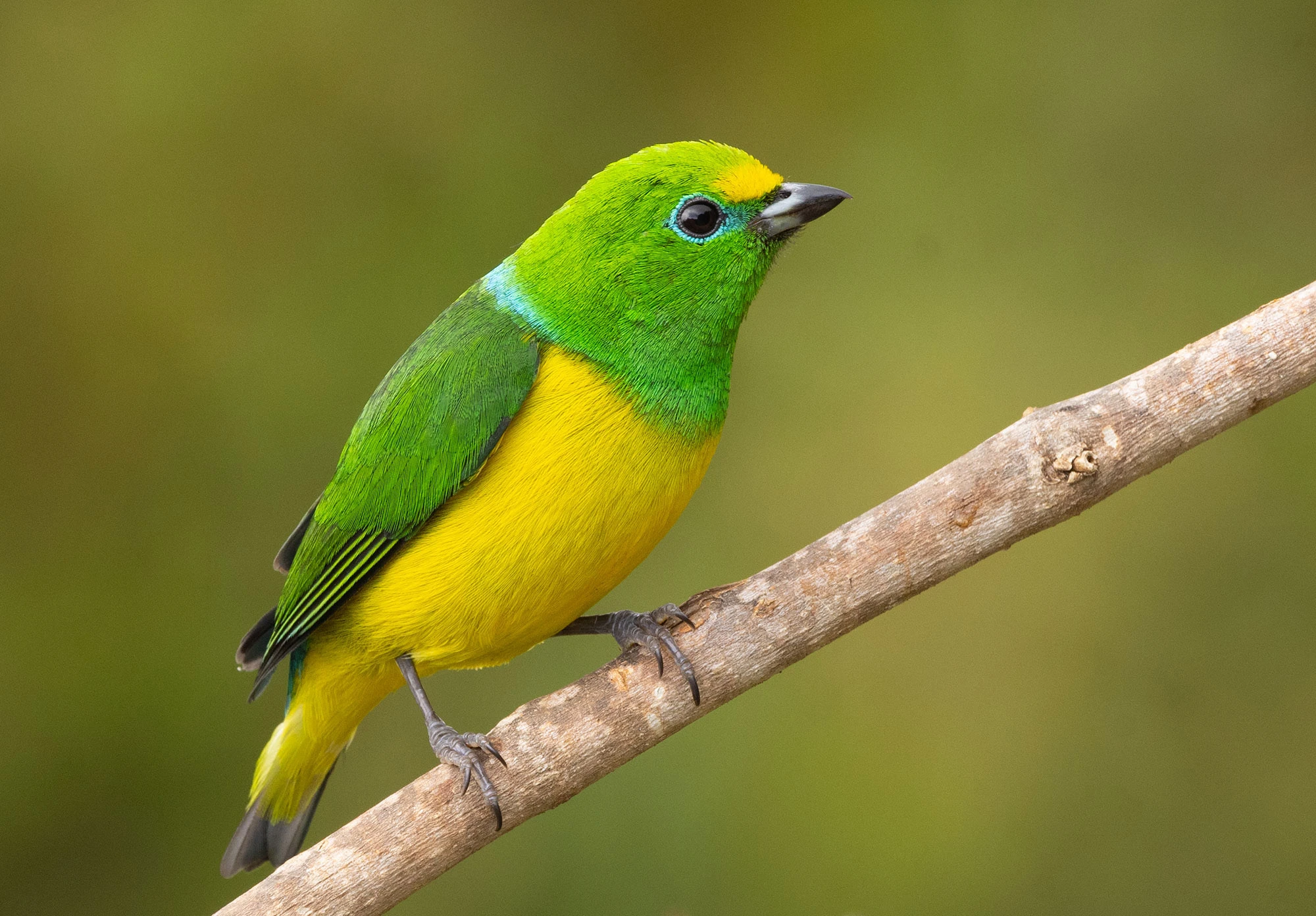 A Blue-naped Chlorophonia perches among the canopy foliage in Colombia's Santa Marta Mountains. Its electric green body and striking turquoise nape glow in the filtered mountain light, a flash of color in the high-altitude forest.