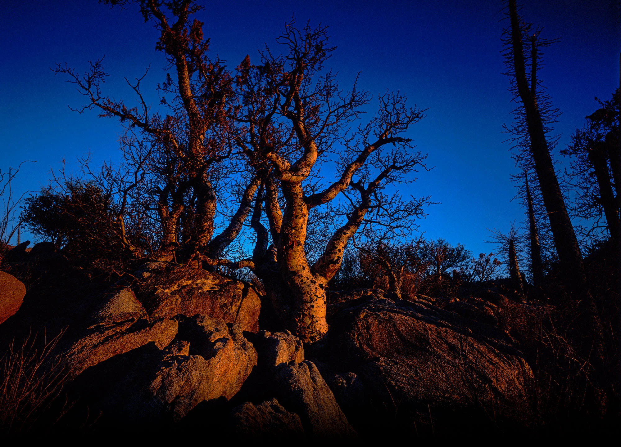 Boojum tree rising from Baja's desert plain under a high, colorless sky