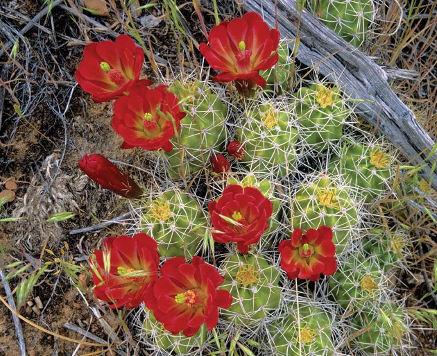 Cacti of the United States