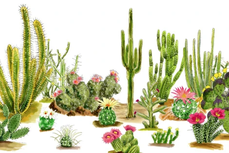 Cactus Species