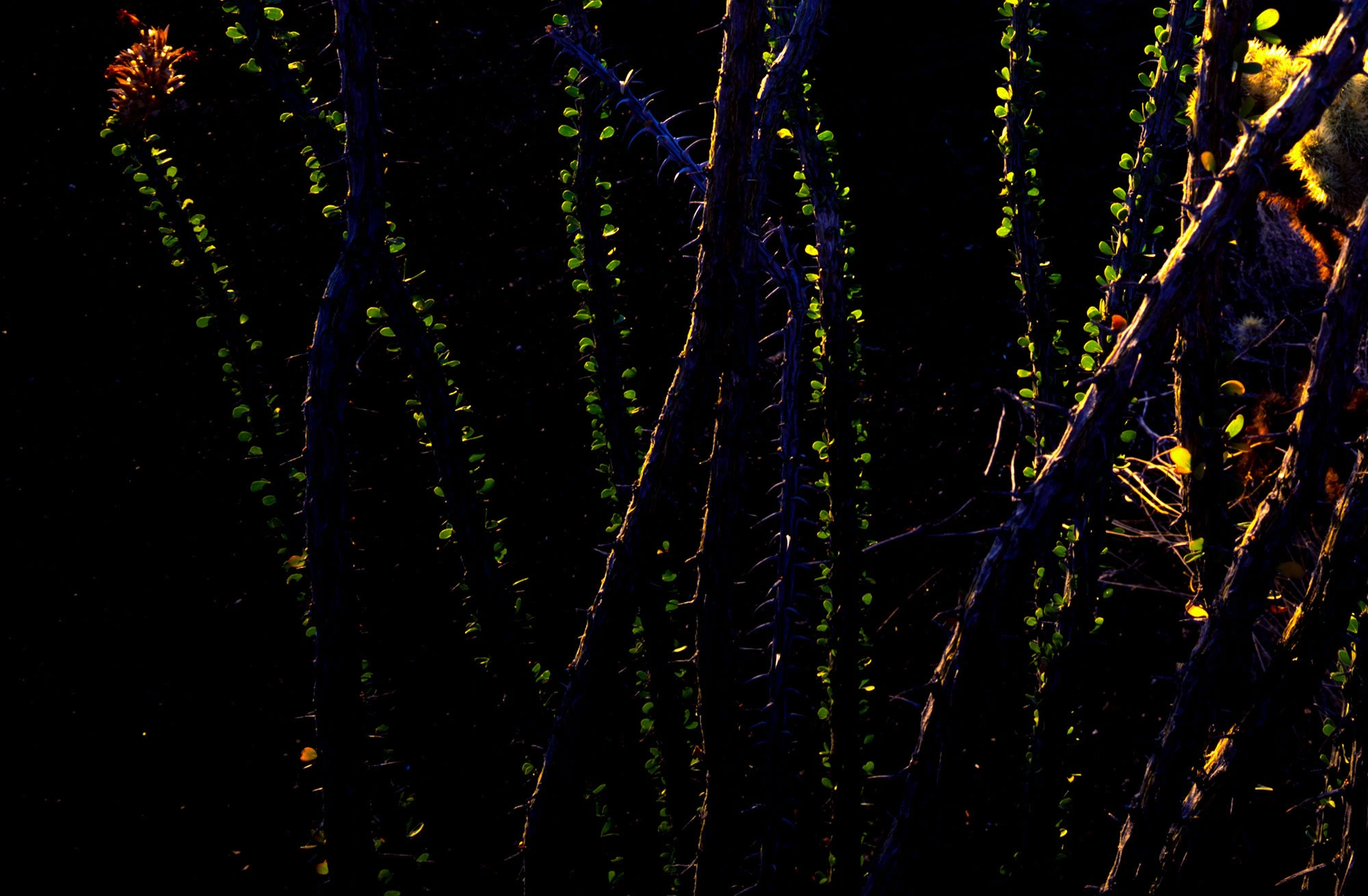 Close-up of thorny Boojum tree branches in Baja California, their spiny surfaces highlighted against the desert light