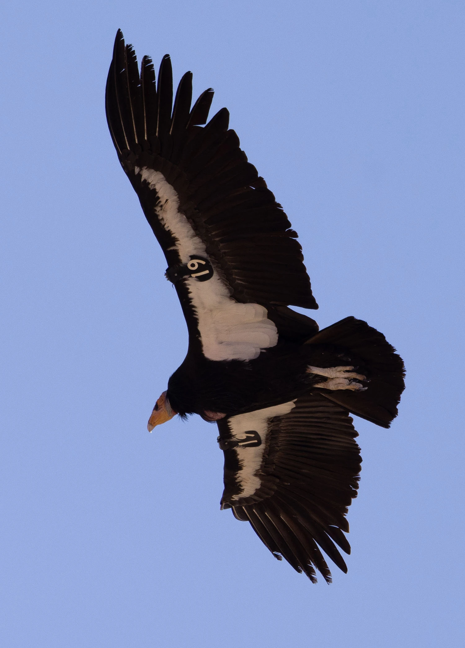 California Condor at Lee's Ferry