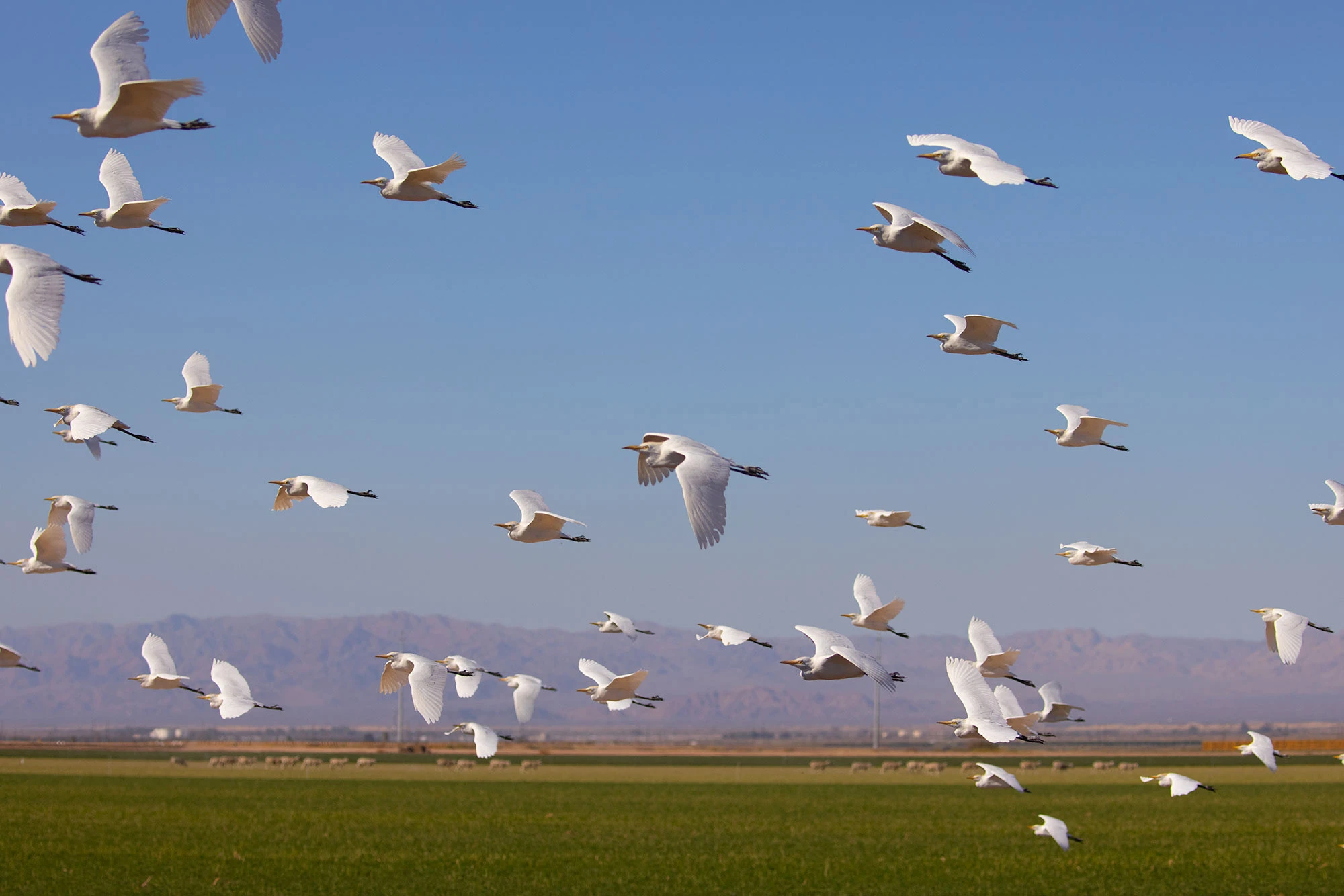 Living on Salvation Mountain